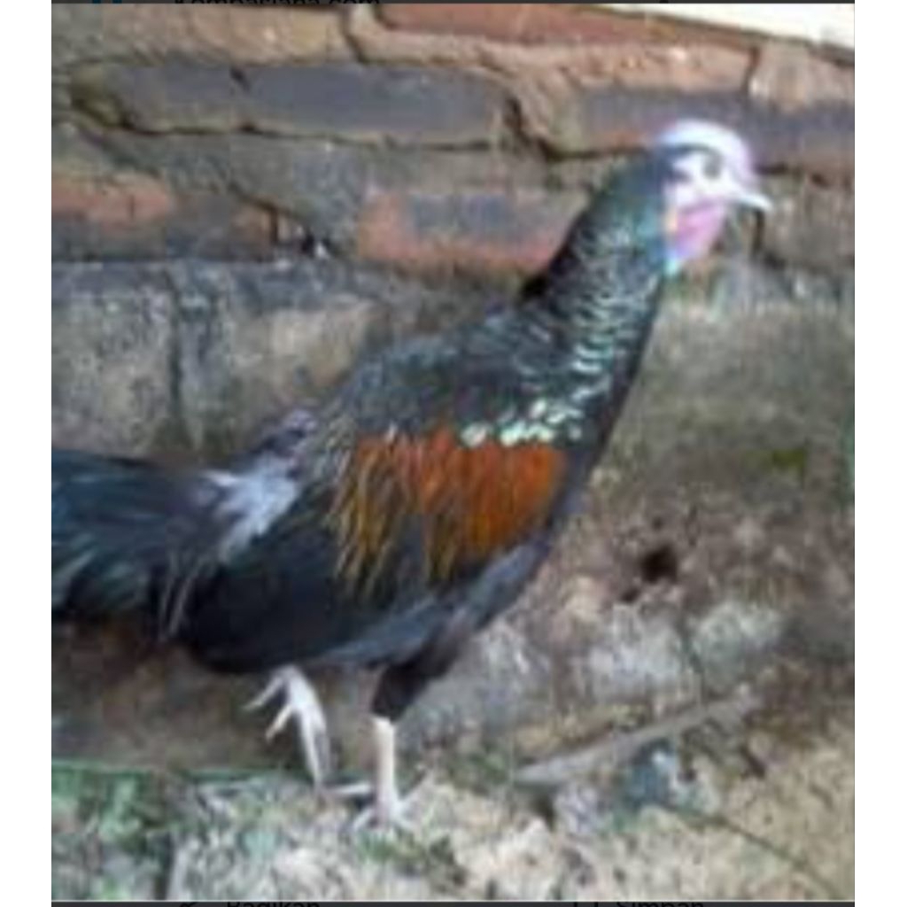 bridge.ayam hutan hijau sepasang dewasa/muda hutan