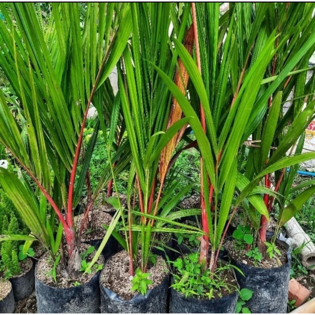 Bibit Tanaman Hias Palem Merah Asli / Bibit Palem Merah -+1meter