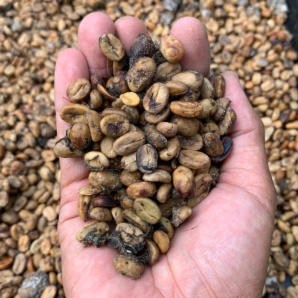 

Gabah Kopi Luwak Arabika (Kotor) (Palasari)