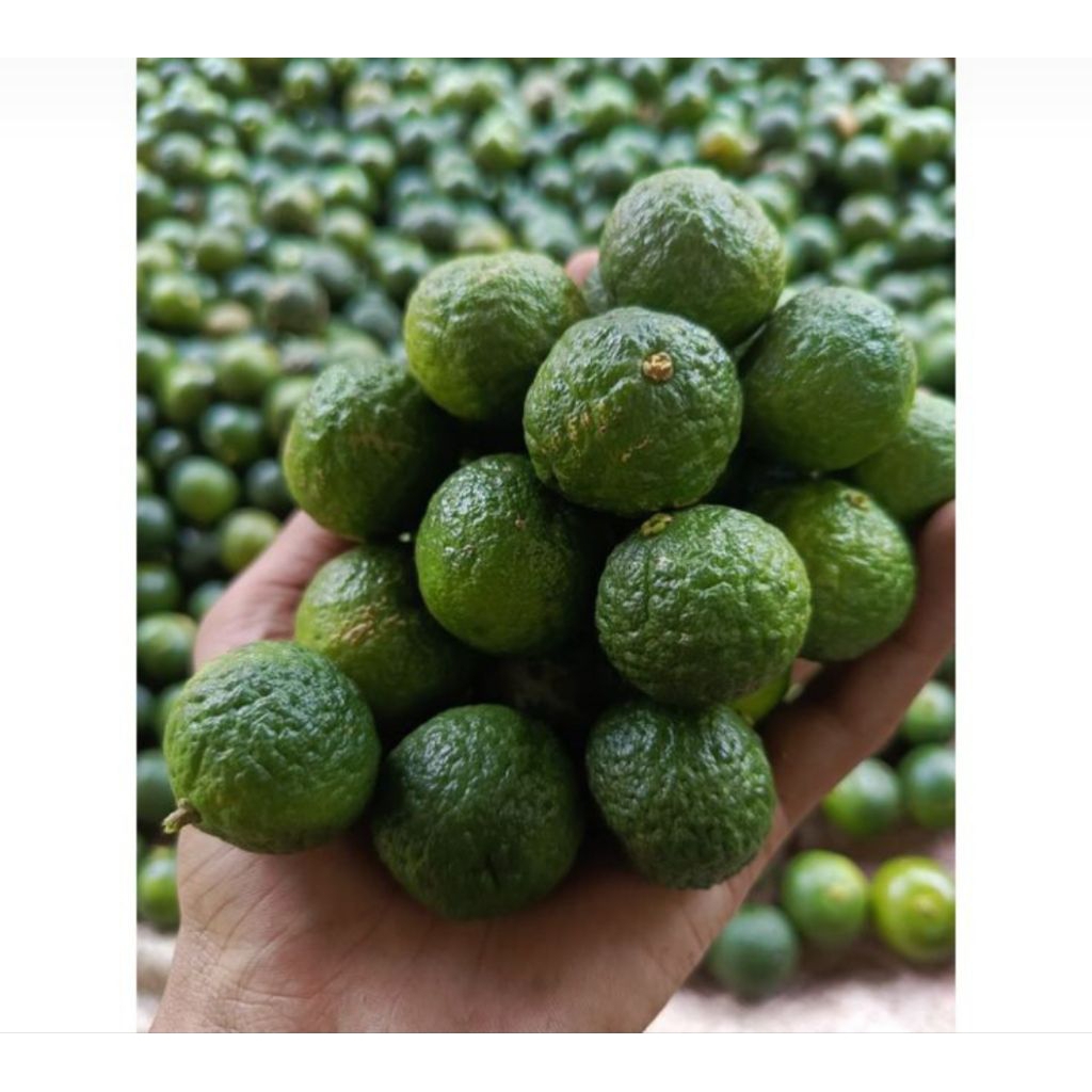 

jeruk limau jeruk sambal 250gram