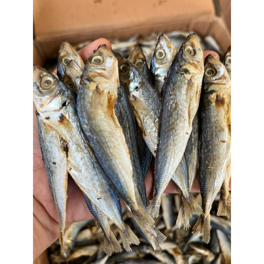 

ikan layang tawar asin sedang ikan klotok kualitas premium asli tuban