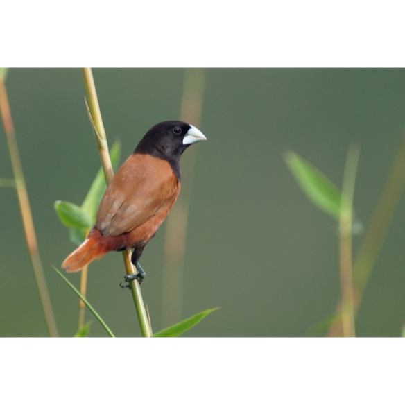 

Emprit Benteng Bekasi