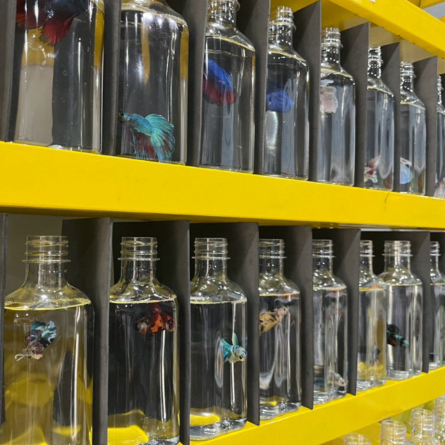 Botol Cupang / Toples Cupang / Botol 350 ML PLASTIK