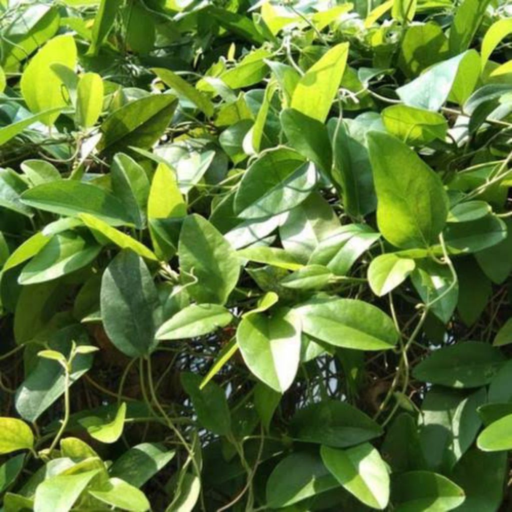 

daun cincau jelly / 100 lembar