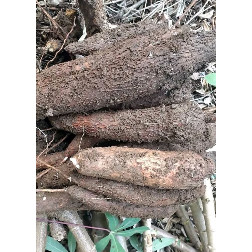 

singkong mentah fresh 1 kg asli sukabumi pulen dan tidak pahit