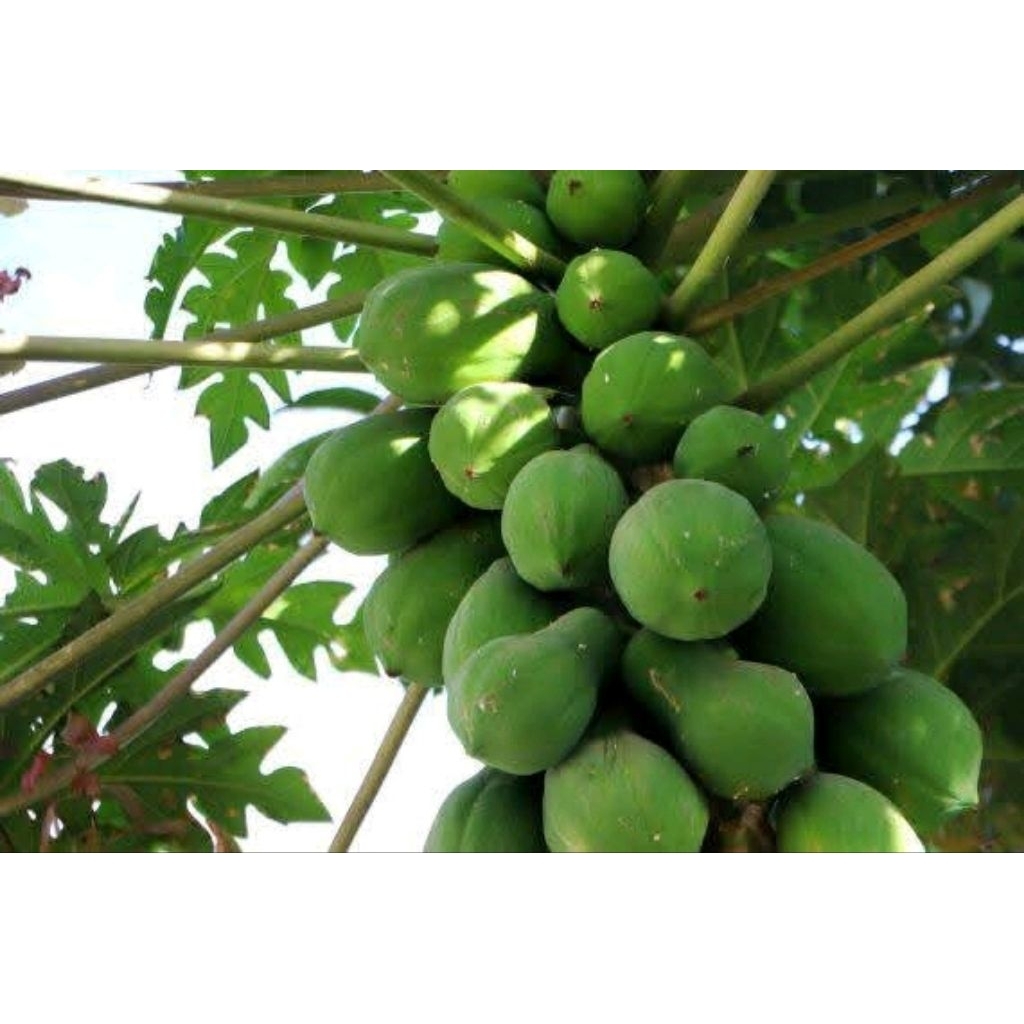 

pepaya muda sayur fresh 1Kg