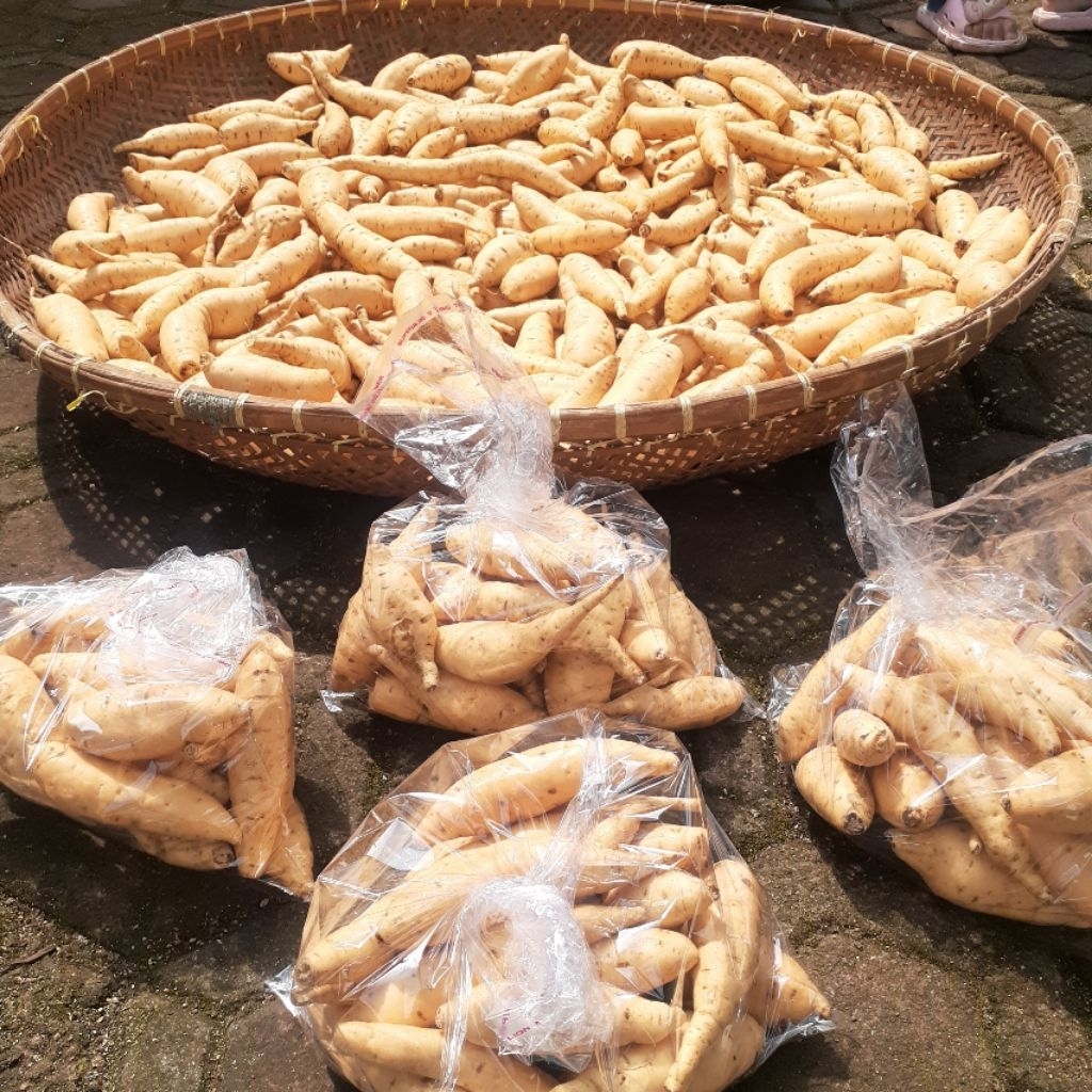 

ubi madu asli cilembu ukuran mini 1 kilo dapat banyak