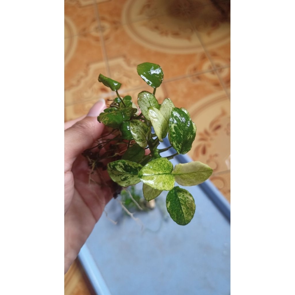 Anubias Pinto Motherplant atau indukan