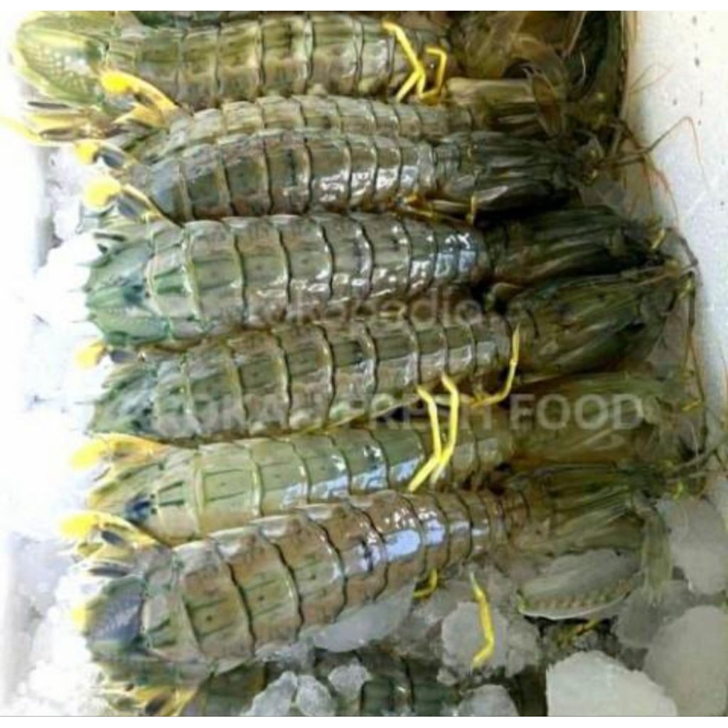 

udang ronggeng/udang cakrek/udang mantis Fersh besar2 500grm