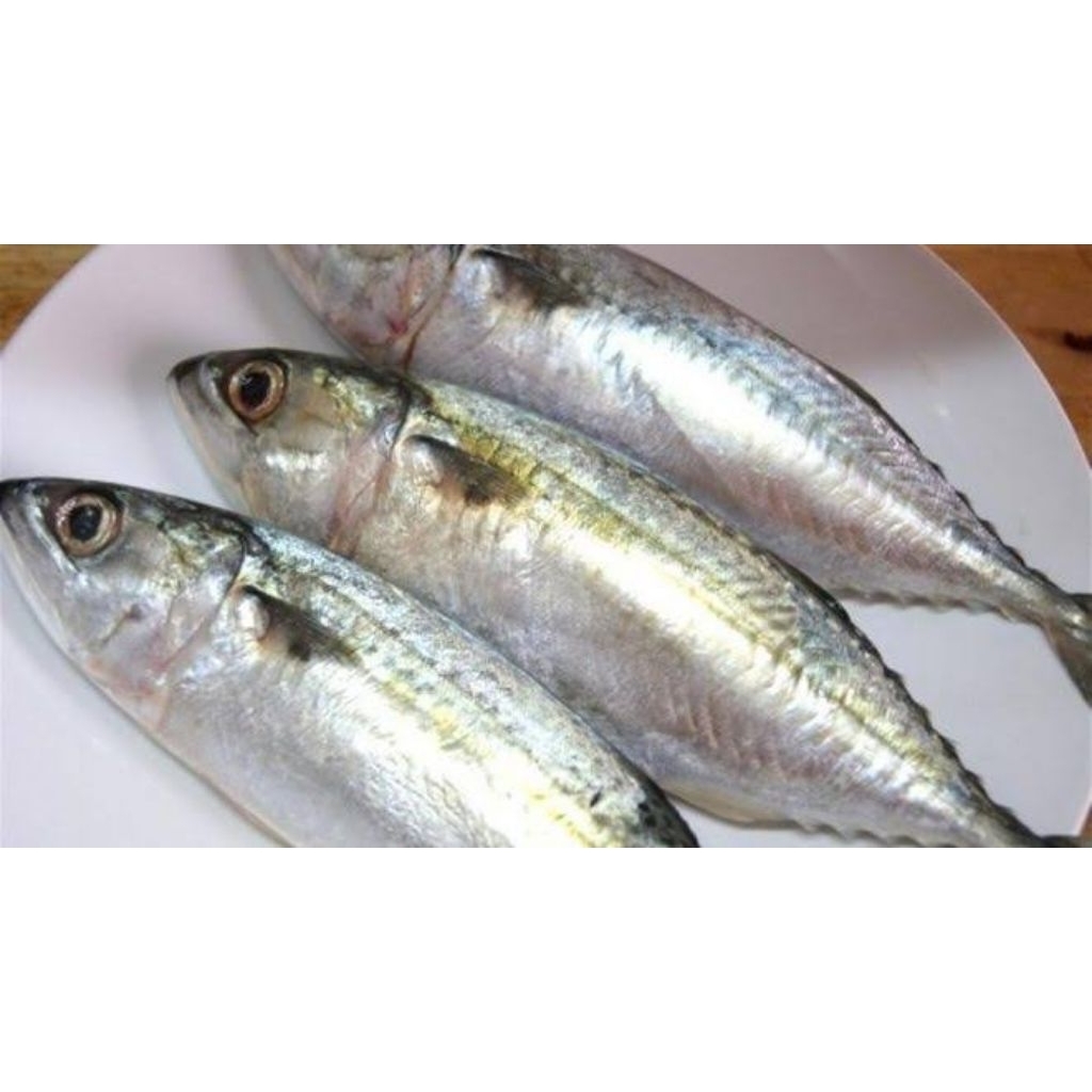 

ikan kembung mata belo banjar fresh termurah 500 gram 1 kg