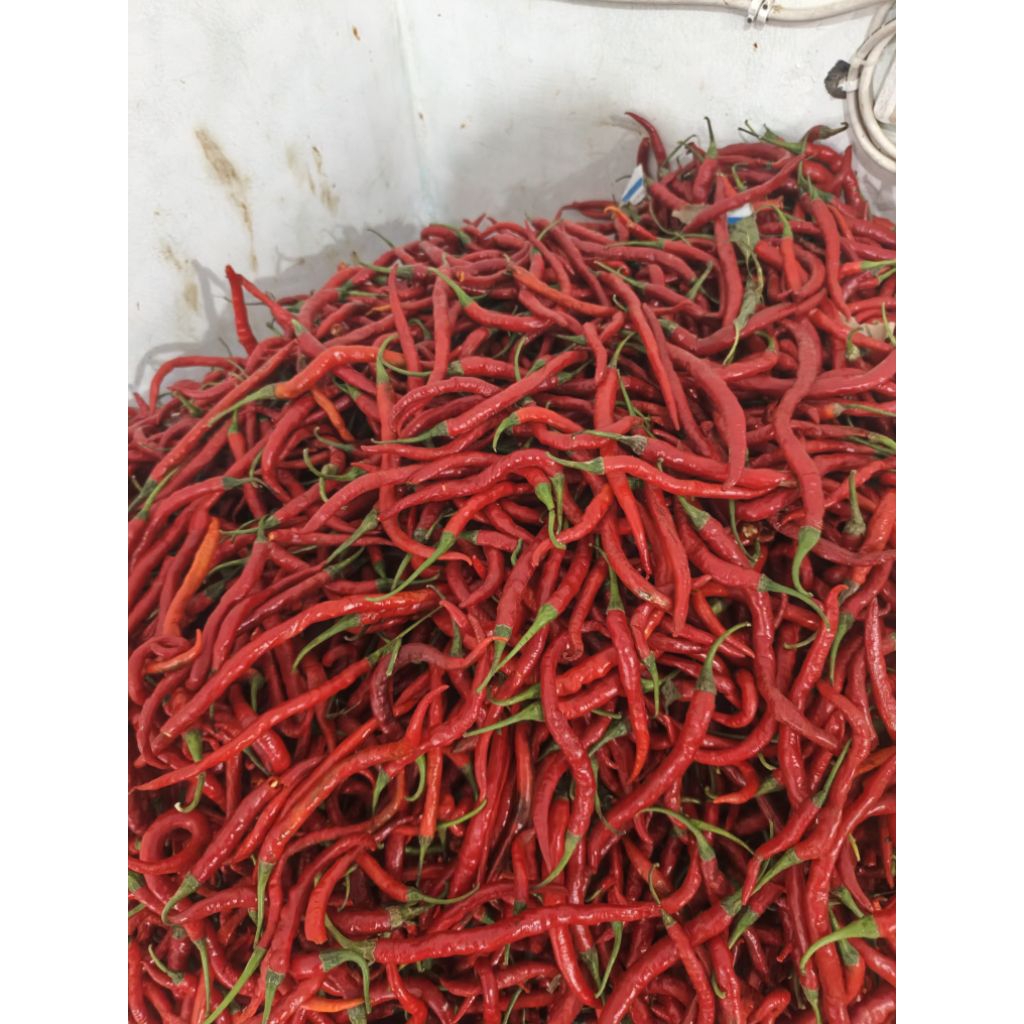 

Cabe Merah Kriting 1kg murah meriah