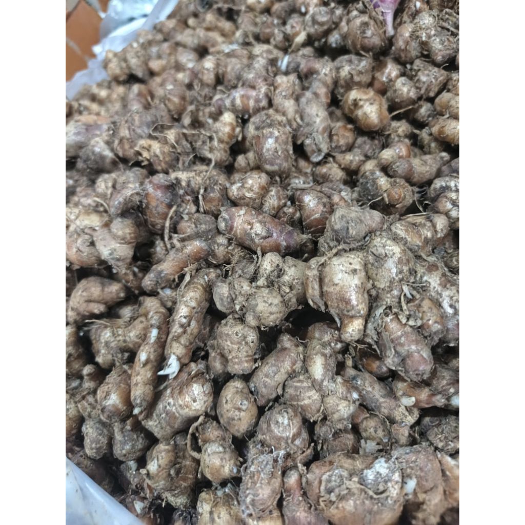 

kencur bumbu seblak 1kg