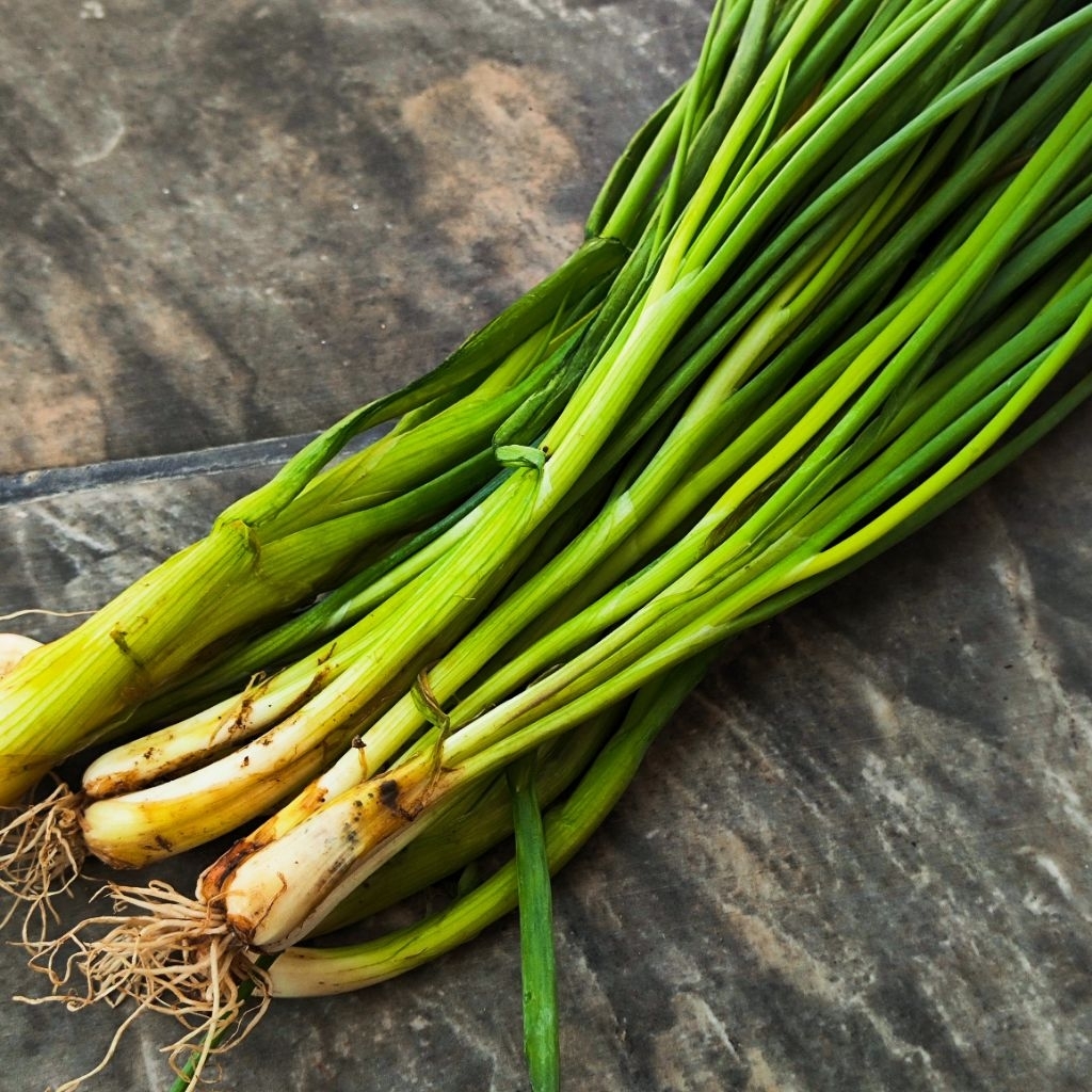 

Daun Bawang Grosir 100gr Kucai Daun Bawang Kare Lumpia Bakso Tempat Kulak Daun bawang Kucai Surabaya