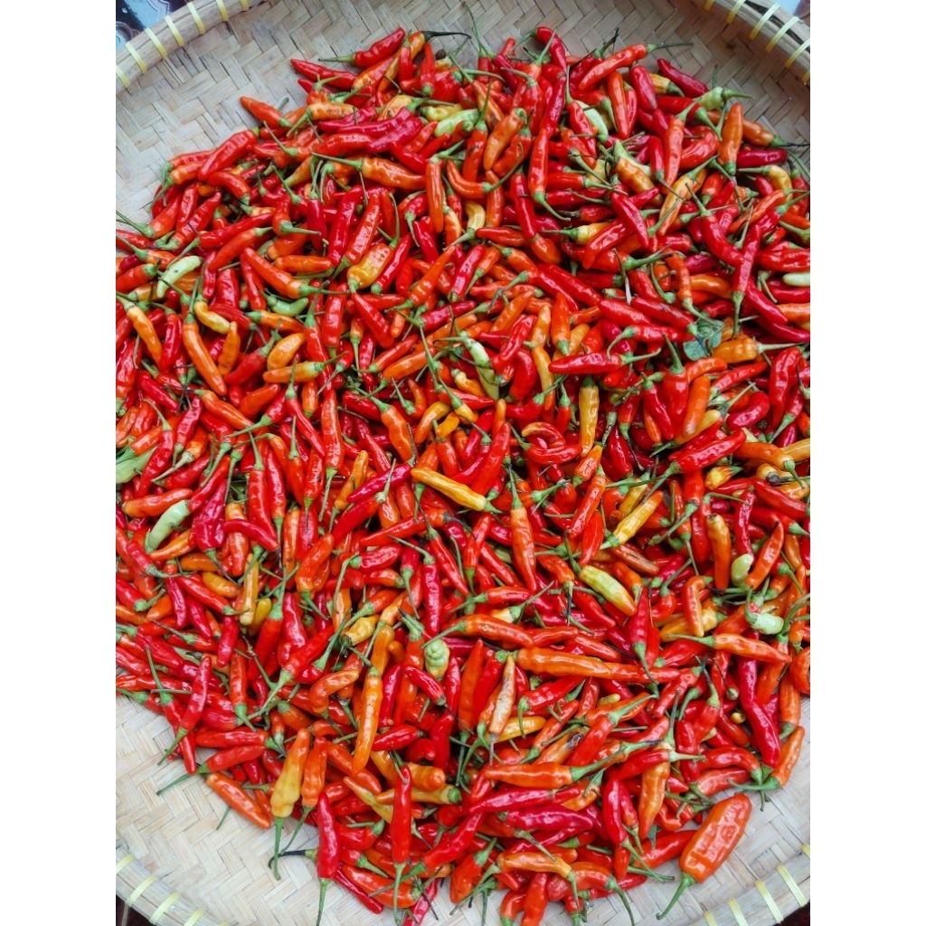 

CABE RAWIT MERAH SEGAR 1KG LANGSUNG DARI PETANI