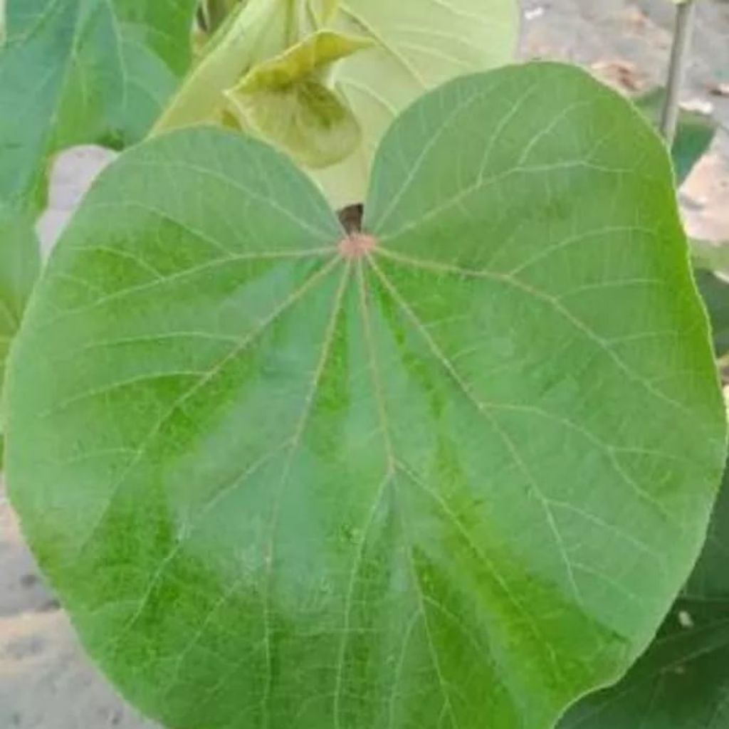 

Daun waru segar 250 grm