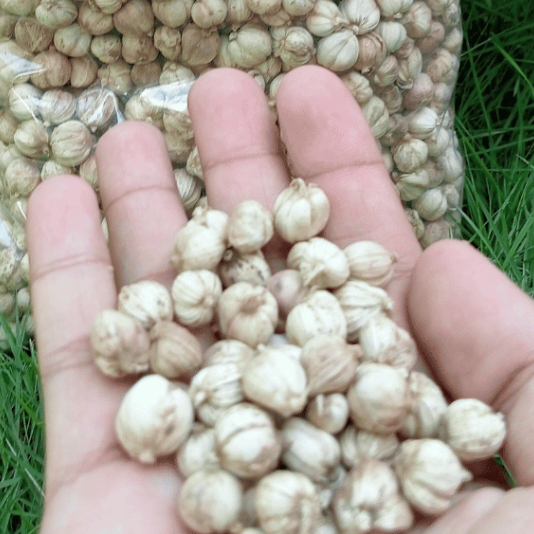 

Kapulaga Jawa 100gr / Kapulaga Lokal / Cardamon