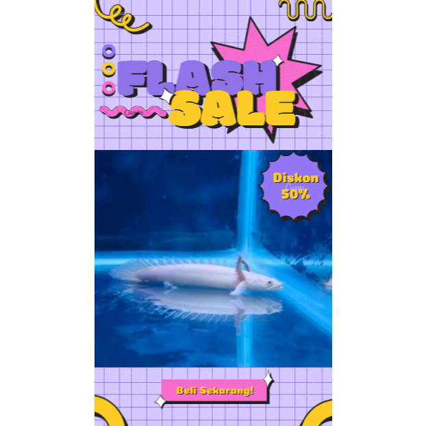 Palmas Endlicheri Platinum Pure Grade A 6-8CM