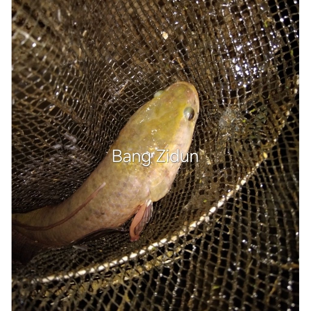 

Ikan Gabus hidup fresh