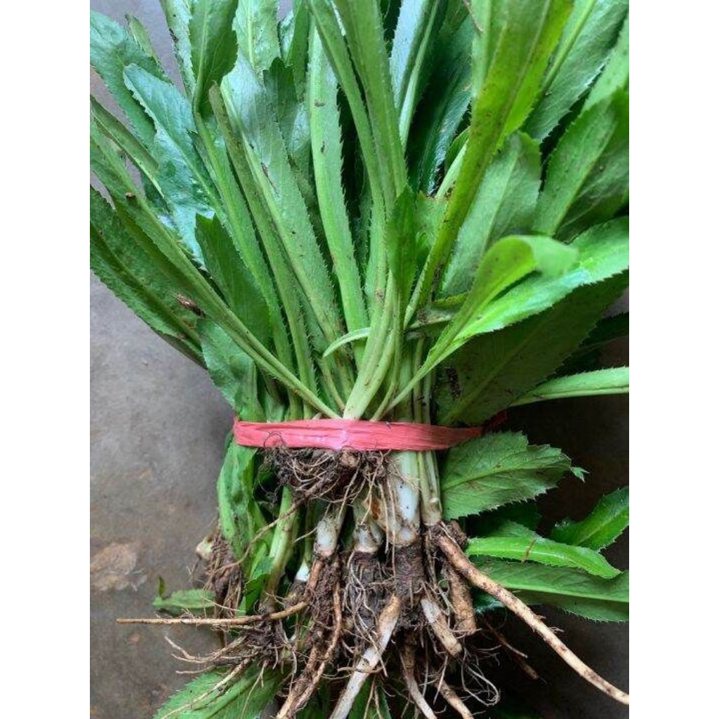 

Walang sangit atau walang geni segar plus akar size 250 gram