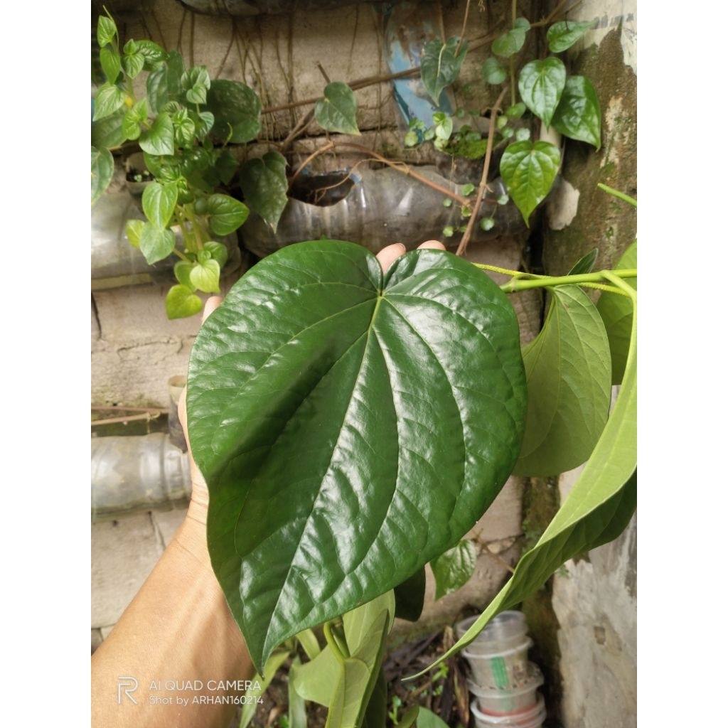 

daun sirih hijau segar isi 30lbr