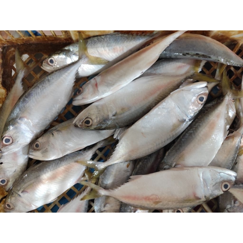 

Kembung Banjar Kecil ( Sudah Bersih) 500gr