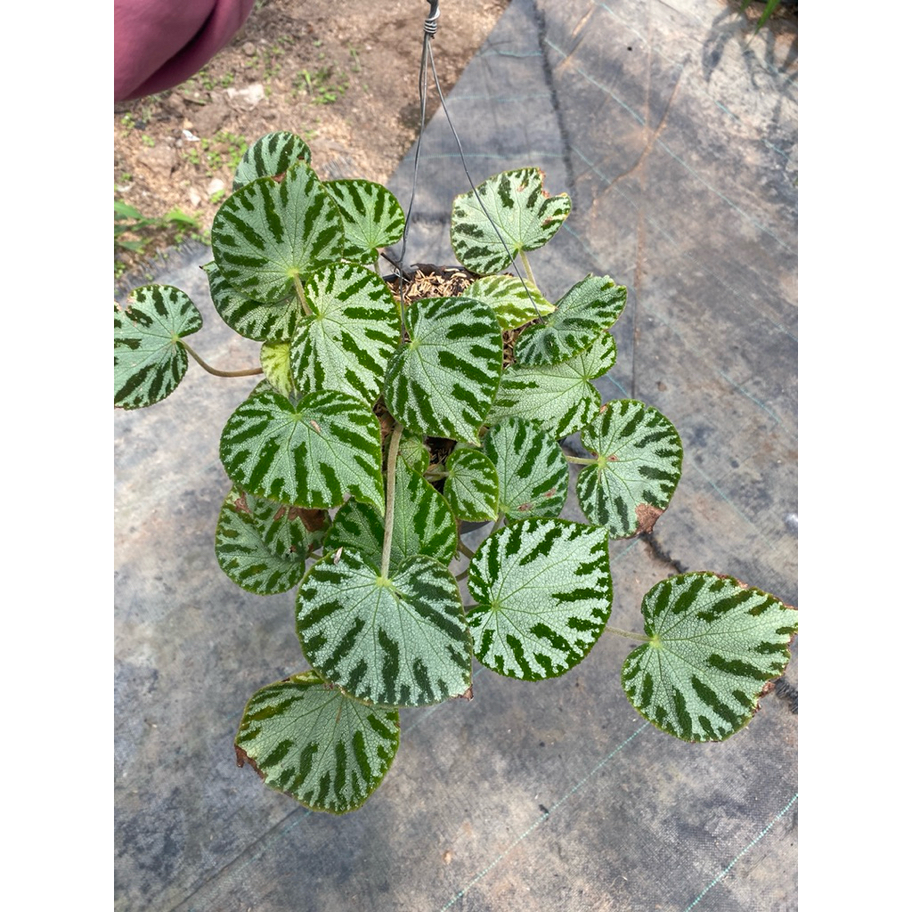 Tanaman begonia - tanaman hias - tanaman murah