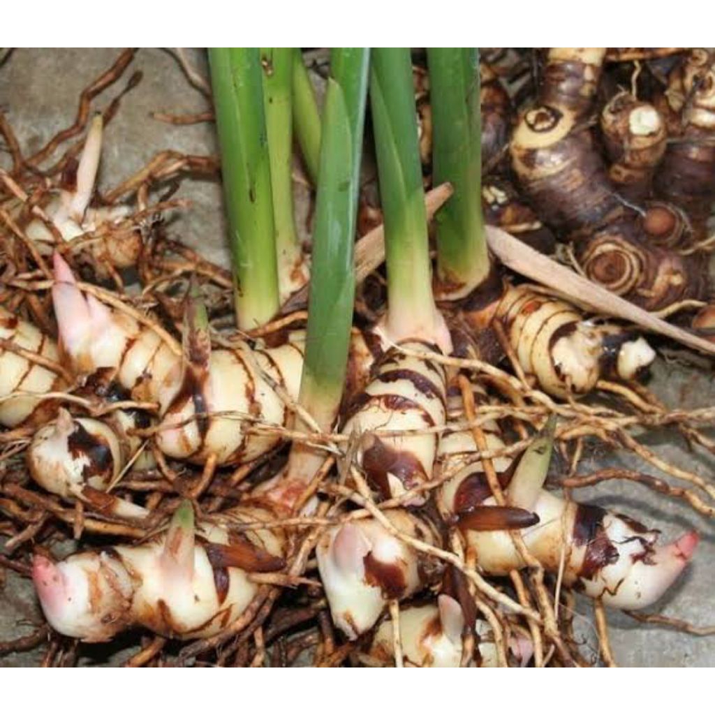 

Lengkuas bahan masakan atau bahan jamu tradisional berat 250 gram