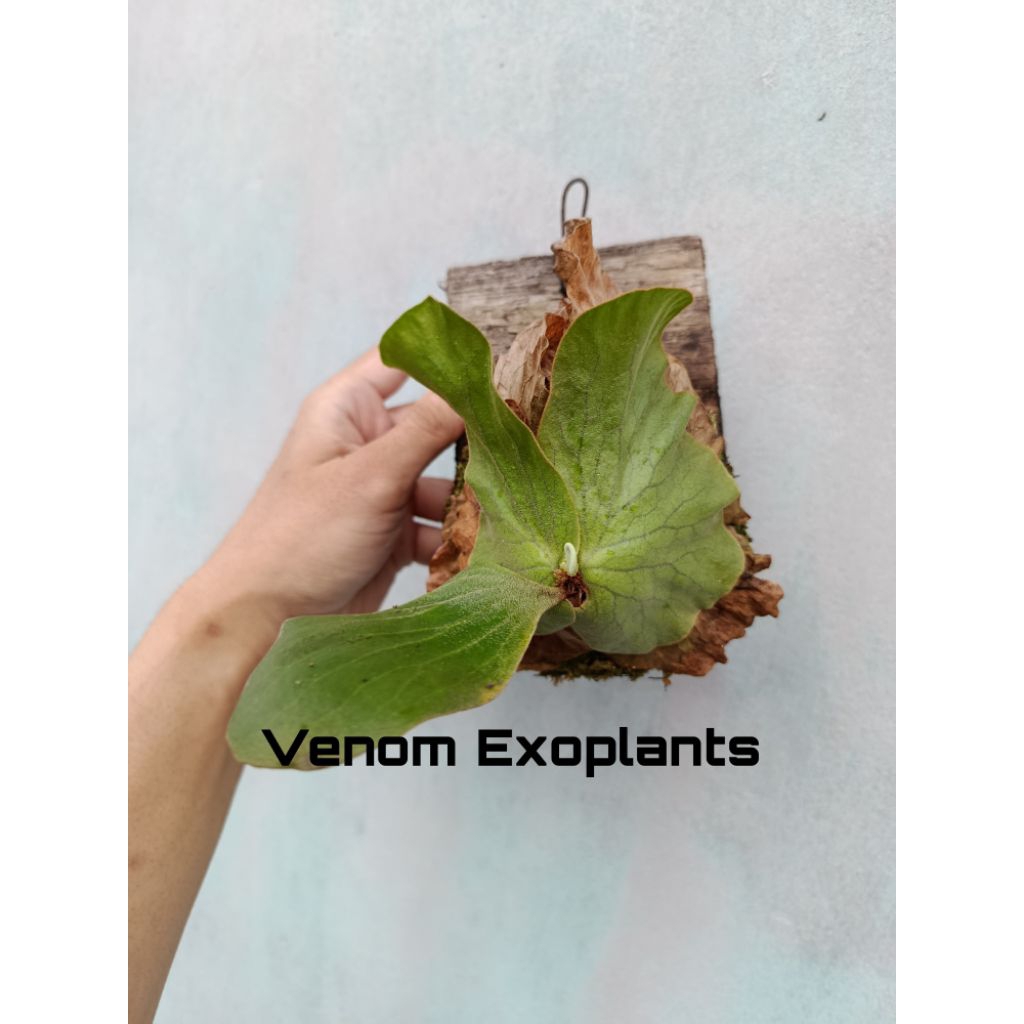 Platycerium Elephantotis Silver Tanaman Simbar Menjangan