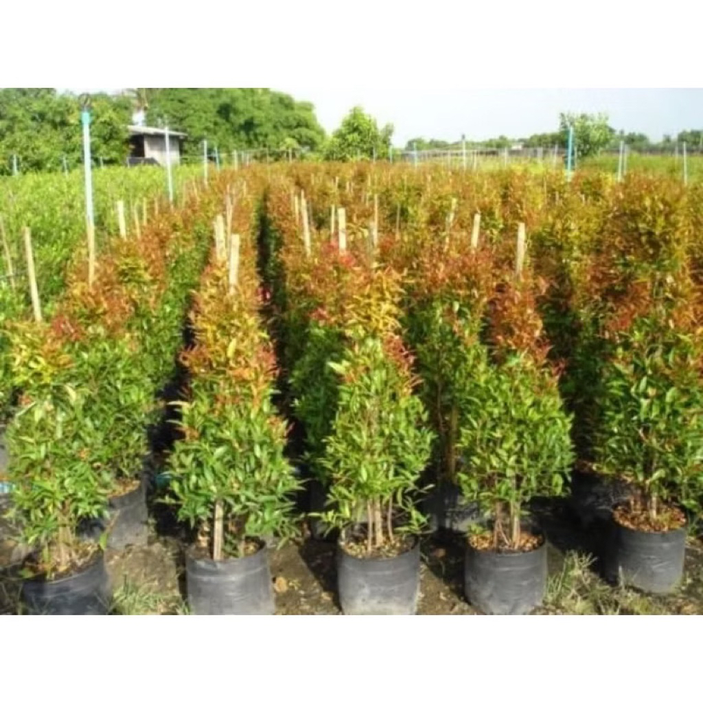 Tanaman pucuk merah outdoor ukuran 1m+up - Tanaman Hias indor atau outdor pucuk merah tanaman hias t