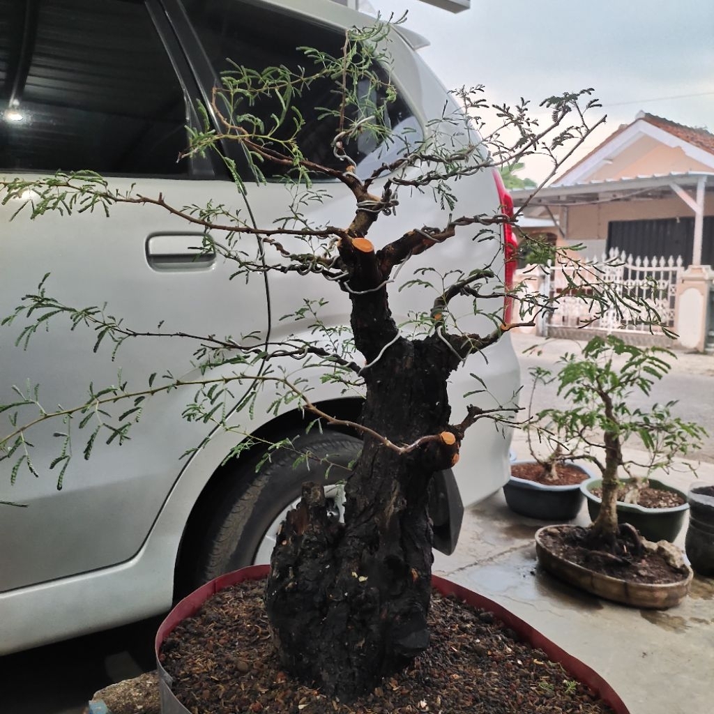 bonsai arabika