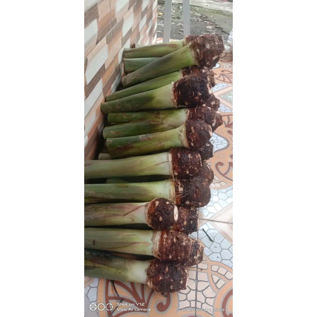 

Talas Asli Bogor ukuran sedang