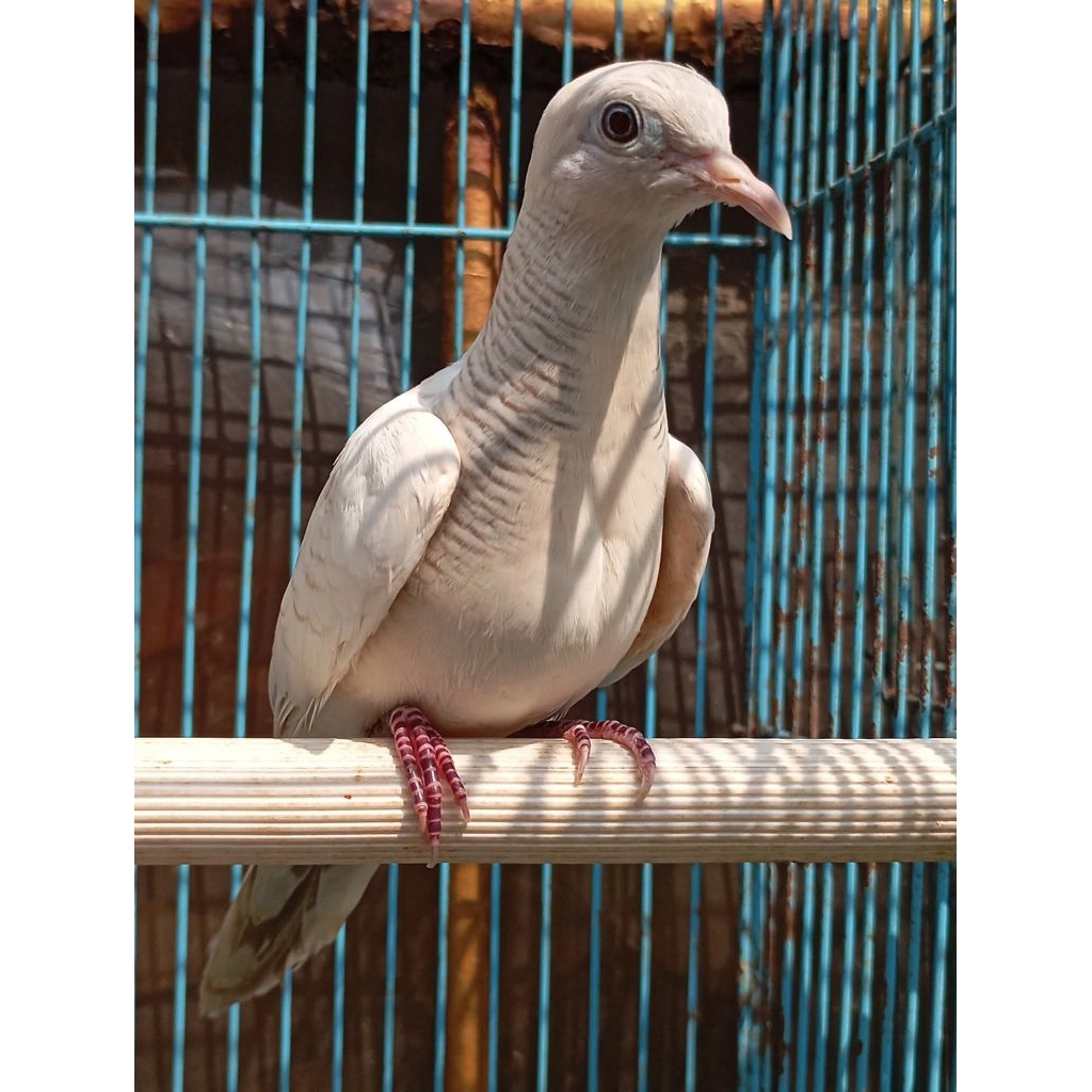 burung perkutut udanmas Majapahit