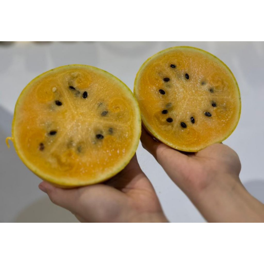 

SEMANGKA GOLDEN KUNING