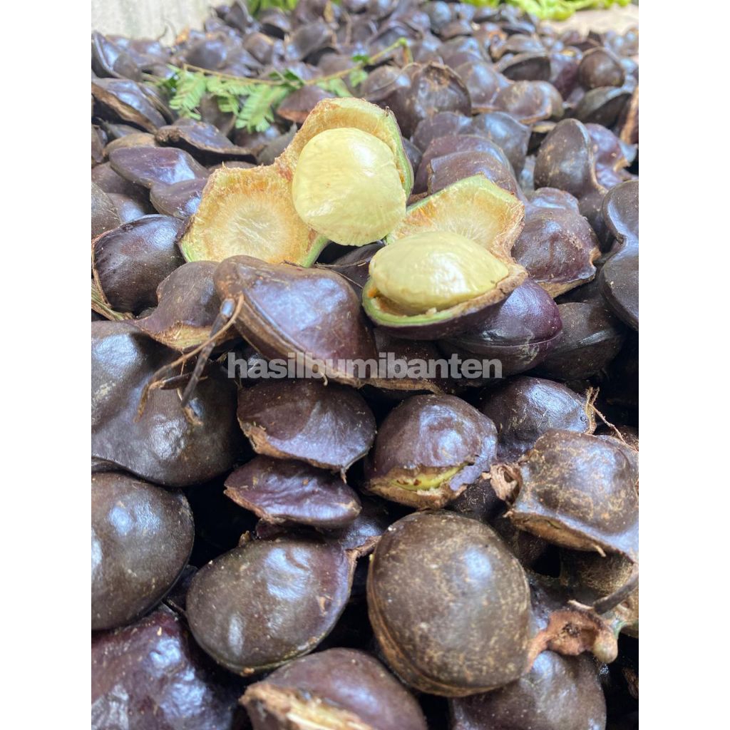 

JENGKOL MUDA CANGKANGAN 1KG FRESH