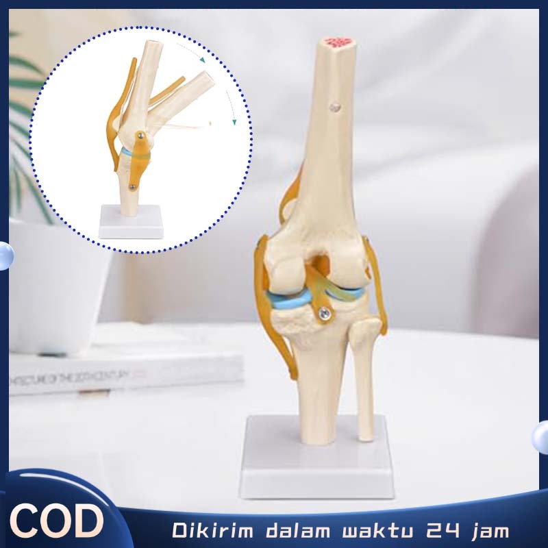 

Human Knee Joint Model Knee Joint Model Anatomi Tubuh Model Anatomi Tubuh Manusia