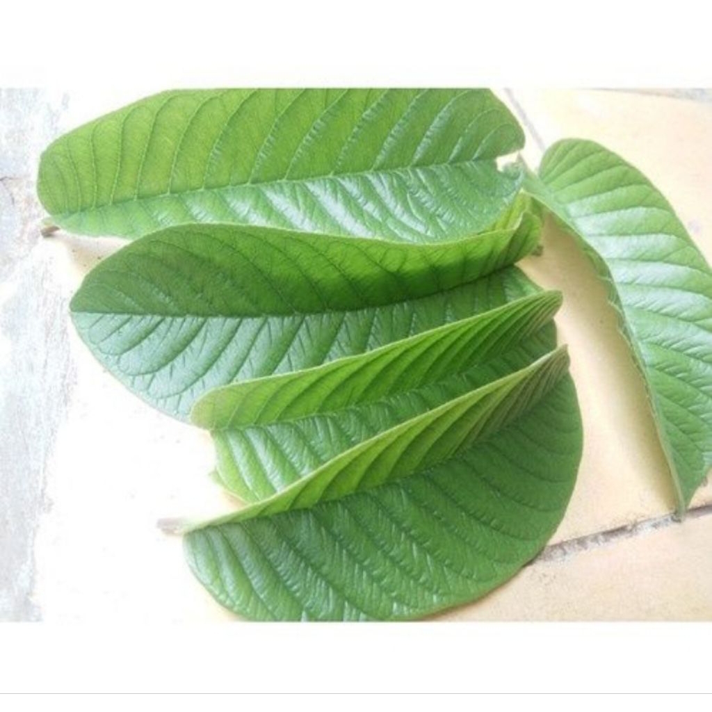 

Daun jambu pucuk / daun jambu muda obat sakit perut !