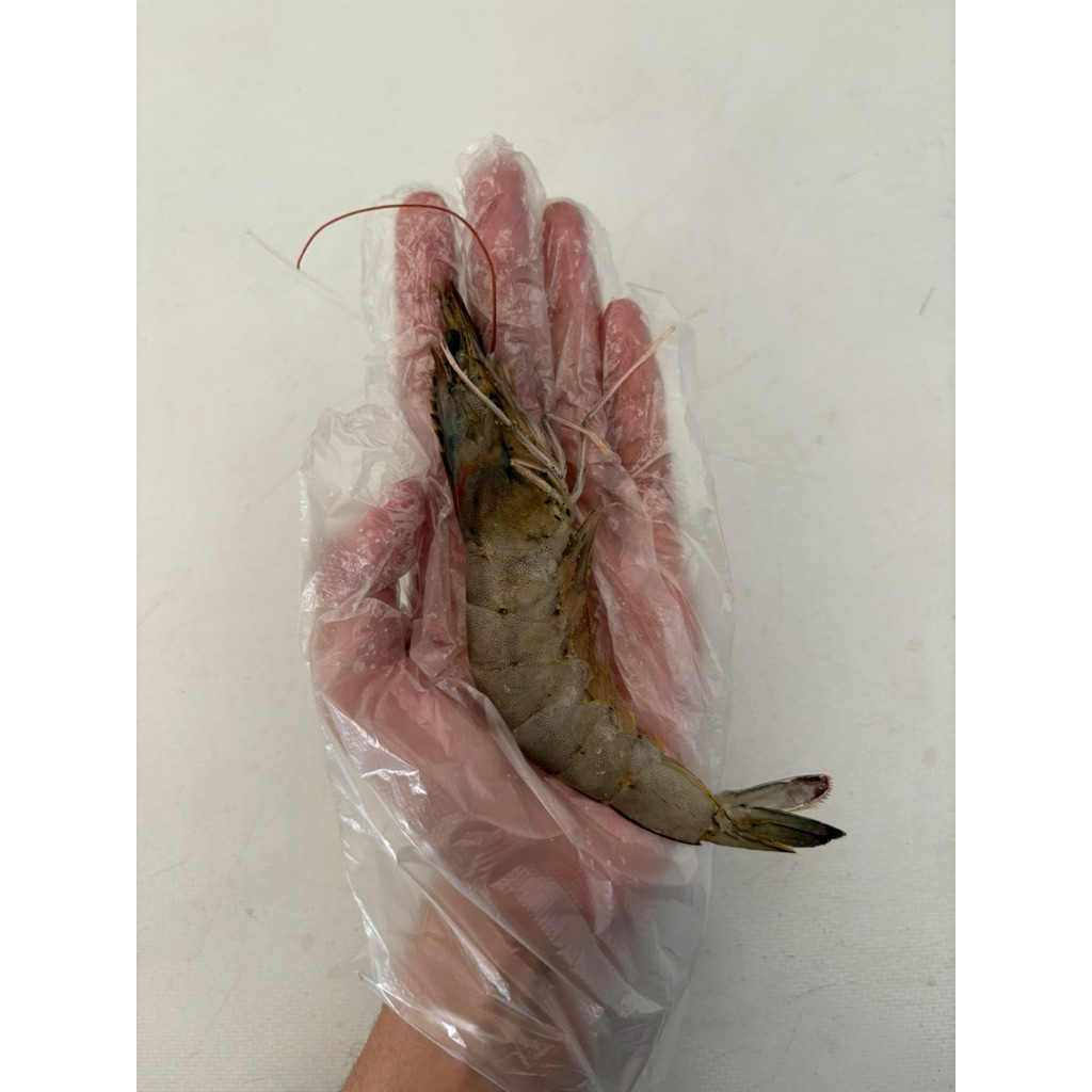 

Udang Vaname segar Size 28 per kilo