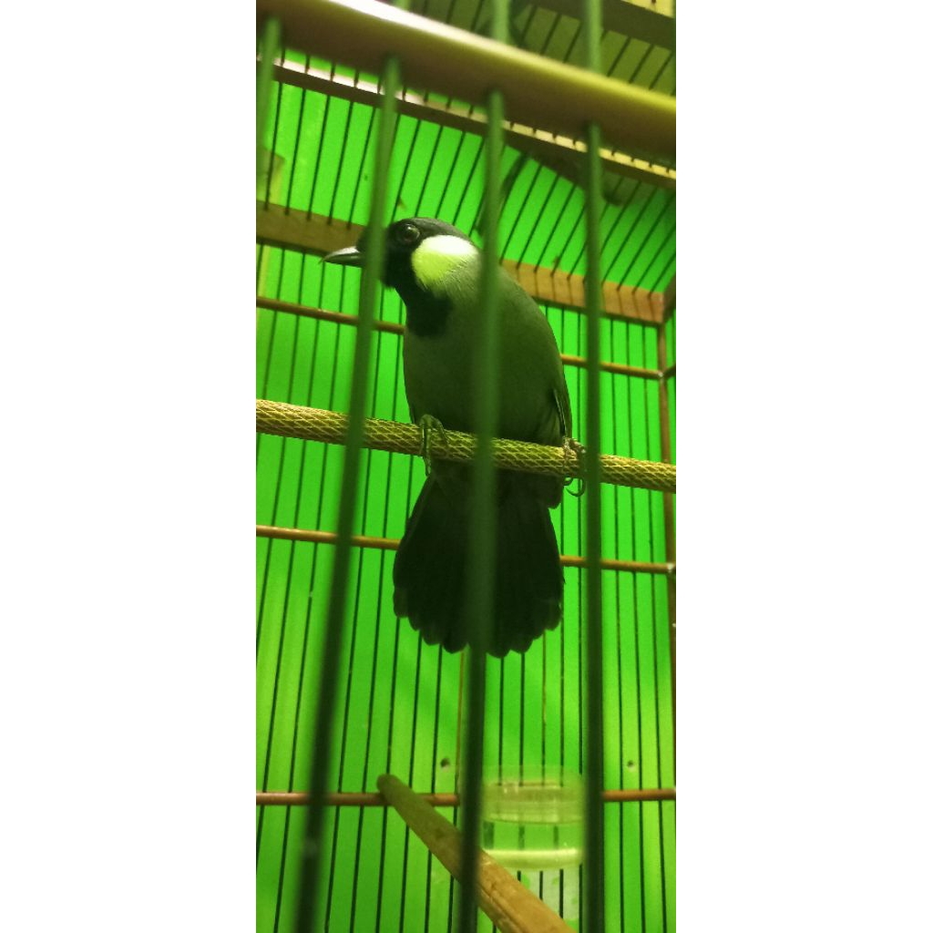 poksay