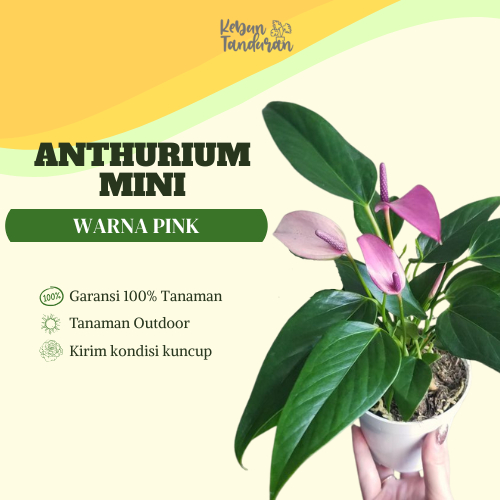 Tanaman Hias Anthurium Mini Ungu / Bunga Anthurium Mickey Mouse Ungu - Berbunga