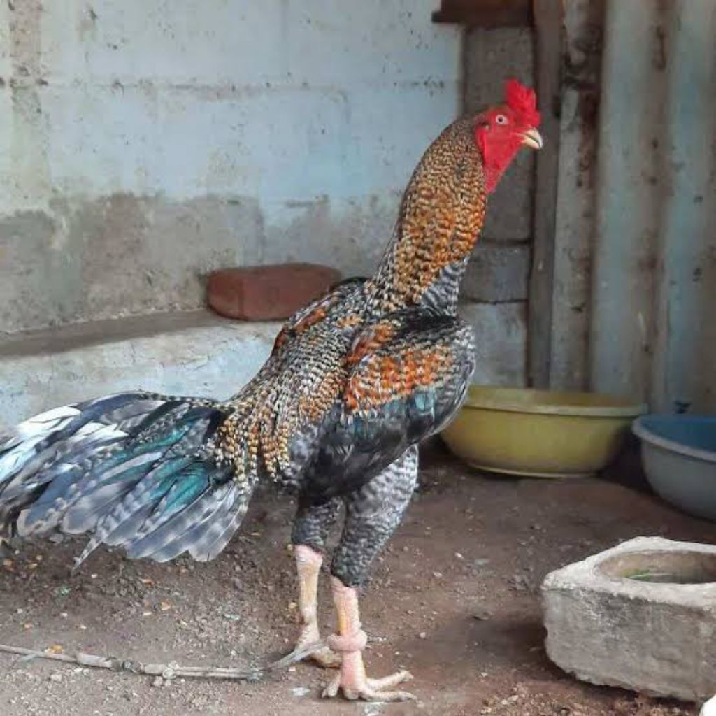 Ayam Jago Kampung Jantan Super umur 4 Bulan( untuk corak warna ayam random)