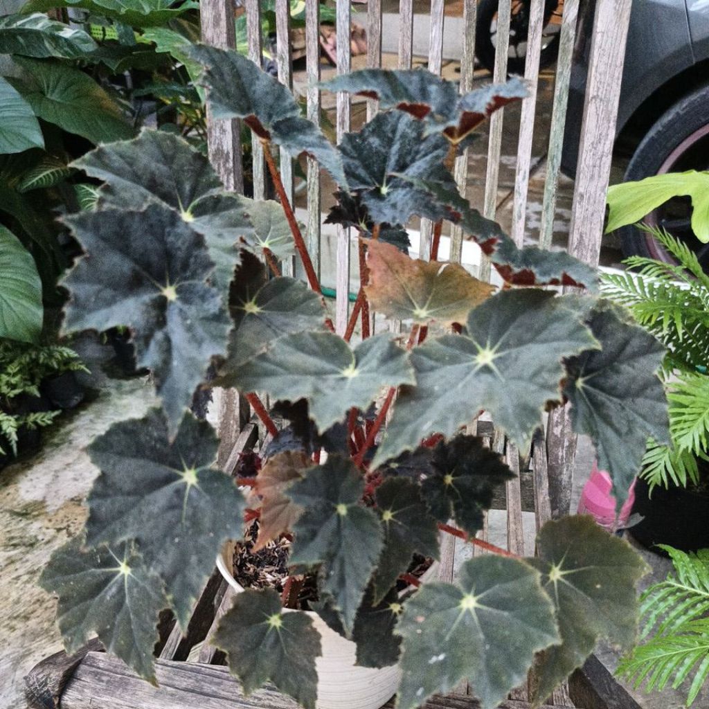Begonia Black Velvet