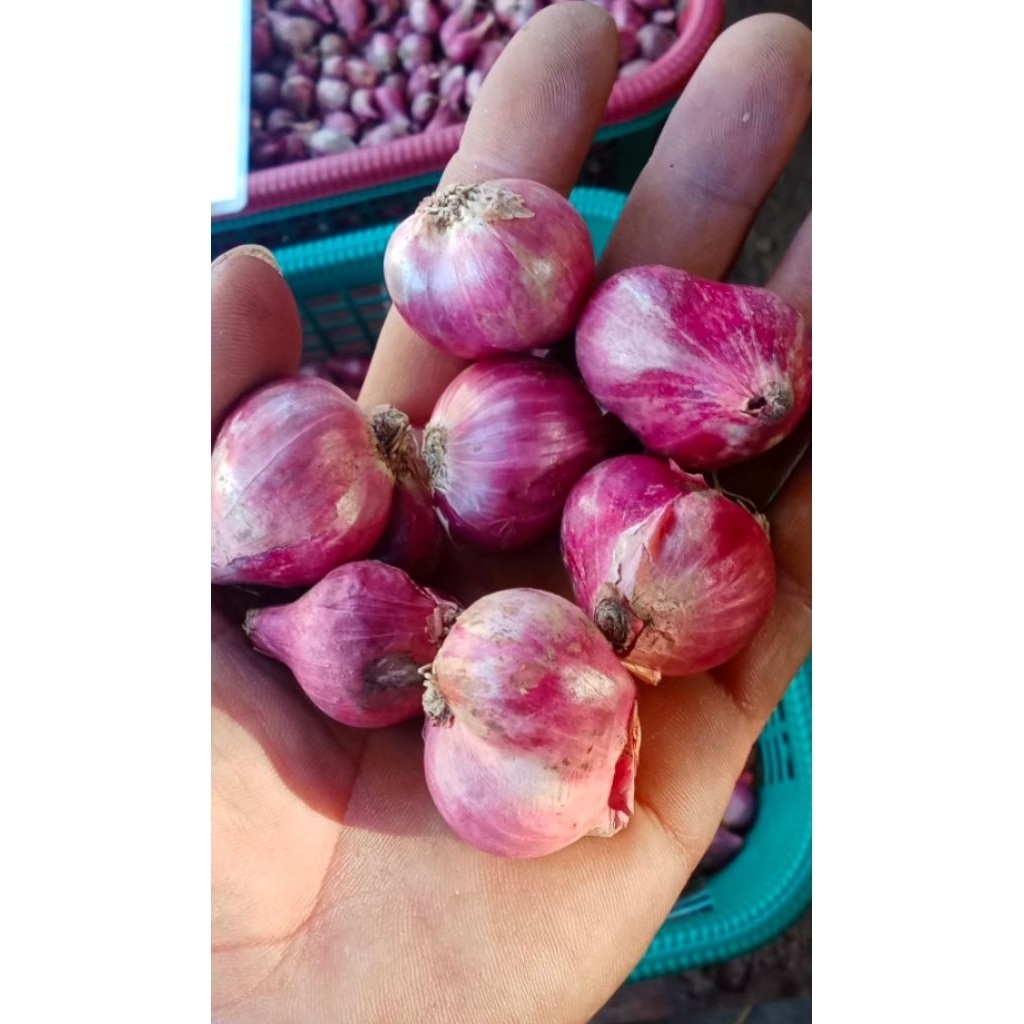 

bawang merah nganjuk ukuran tanggung(sedang)1/2-1kg