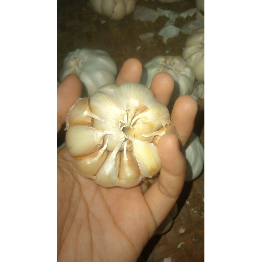 

Bawang putih ECER dan Grosir murah Bawang bumbu dapur