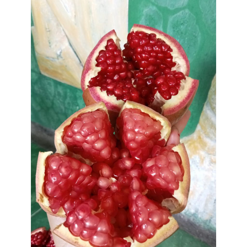 

Delima manis biji lunak