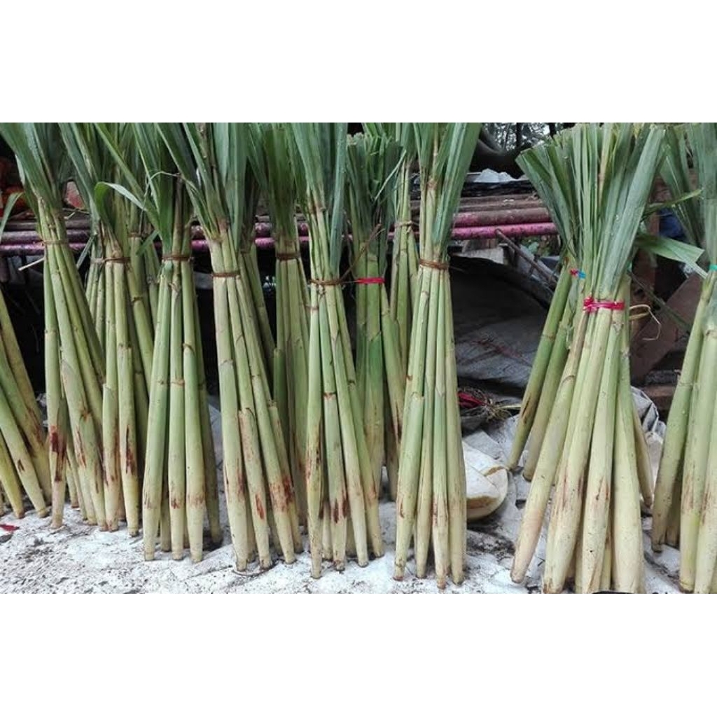 

promo 1kg terubuk telor tebu sayuran berhasiat