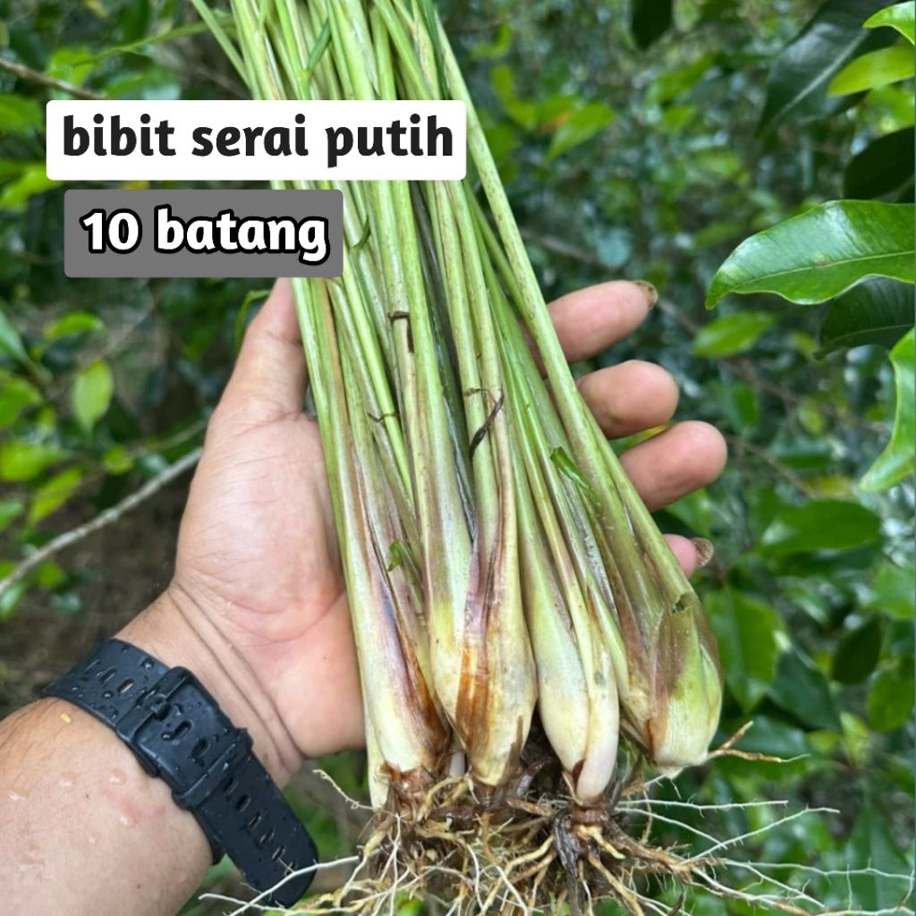 

Bibit Serai Putih Serai Bumbu isi 10 Batang / Bibit Serai Masak