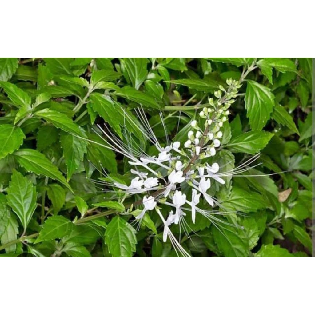 

daun kumis kucing 100g