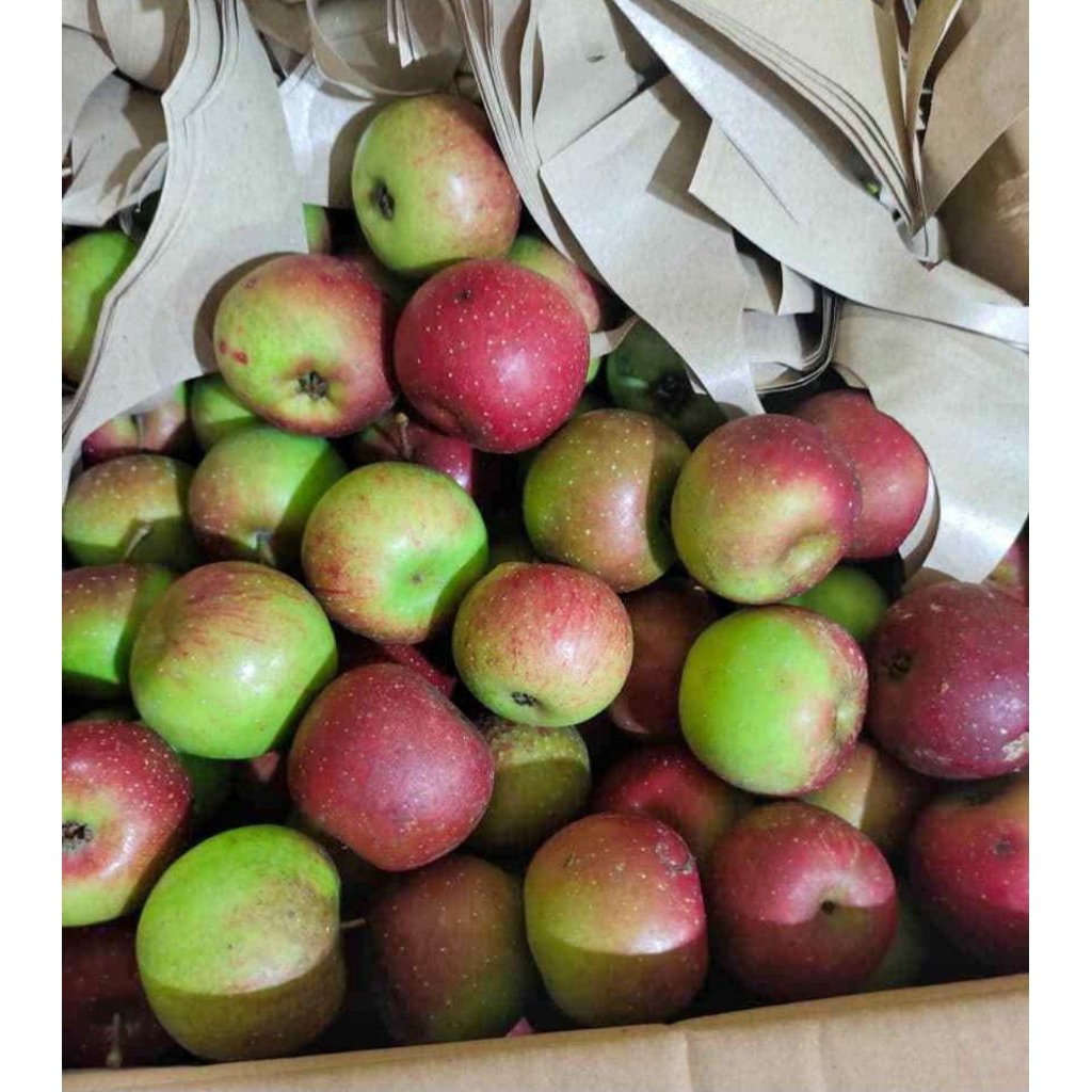 

BUAH APEL MALANG FRESH 1KG
