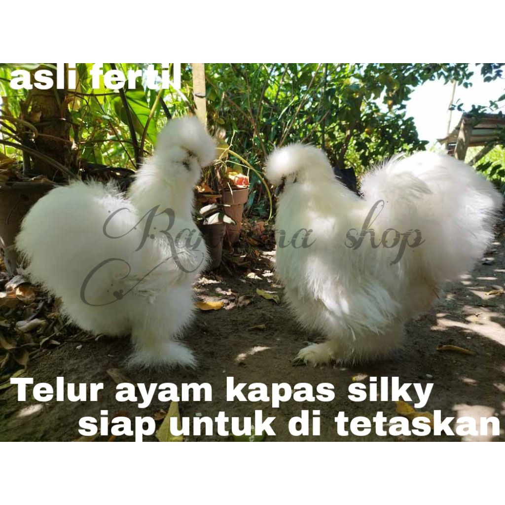 telur ayam kapas silky fertil siap untuk di tetaskan