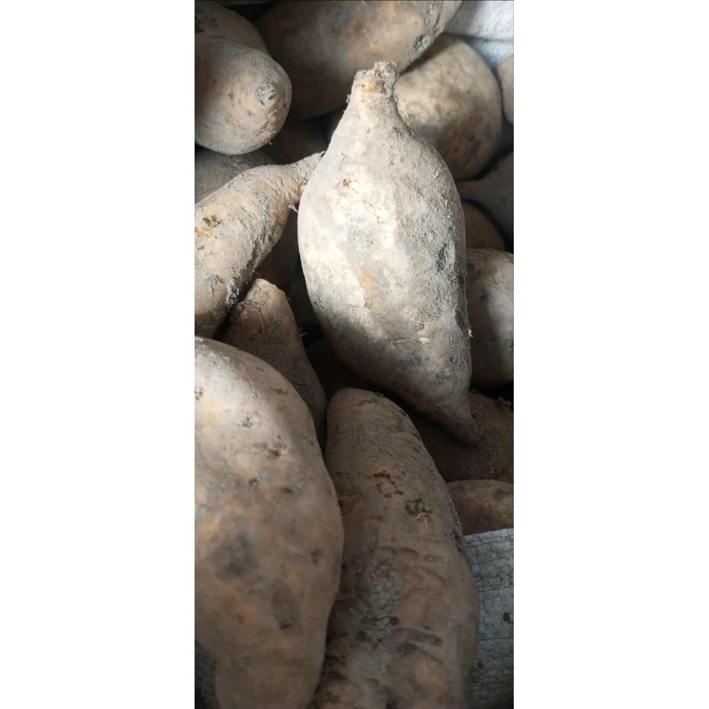 

UBI CILEMBU (TELA MADU) MENTAH